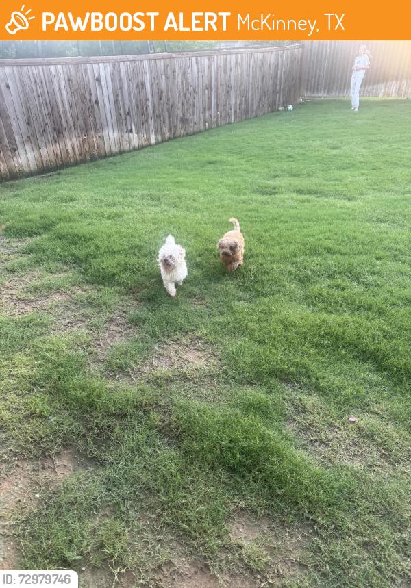 Found/Stray Male Dog last seen Wilmeth & Auburn Hills Pkwy, McKinney, TX 75071
