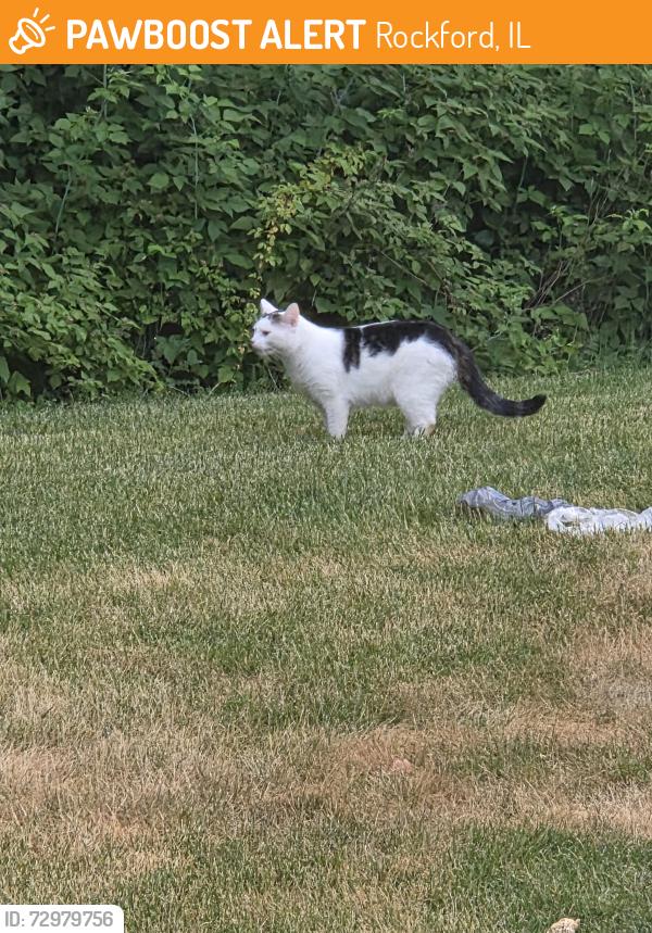 Found/Stray Female Cat last seen Linden rd, Rockford, IL 61109