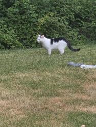 Found/Stray Female Cat last seen Linden rd, Rockford, IL 61109
