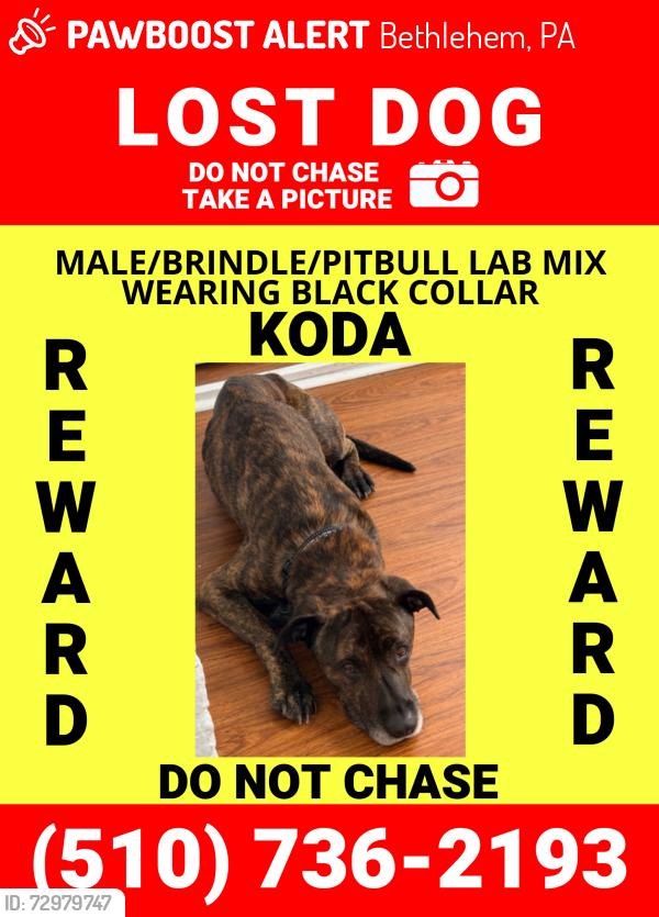 Lost Male Dog last seen Atlantic St and Jackson St, Bethlehem, PA 18015