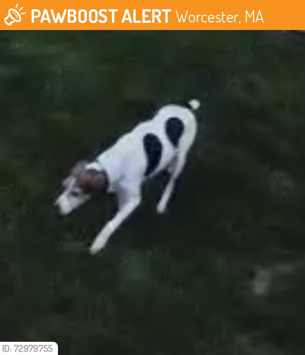 Found/Stray Unknown Dog last seen Near cooks pond, tatnuck gdns , Worcester, MA 01602