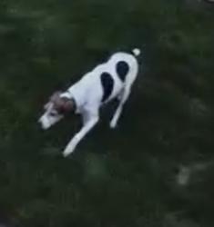 Found/Stray Unknown Dog last seen Near cooks pond, tatnuck gdns, Worcester, MA 01602