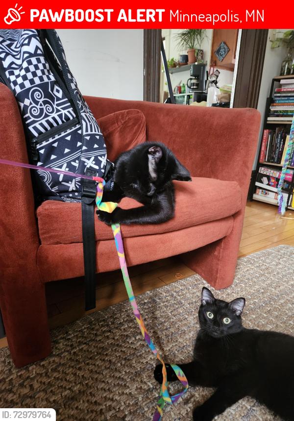 Lost Female Cat last seen Near Broadway St NE, Minneapolis, MN 55413, Minneapolis, MN 55411