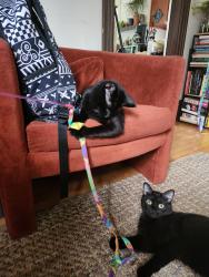 Lost Female Cat last seen Near Broadway St NE, Minneapolis, MN 55413, Minneapolis, MN 55411