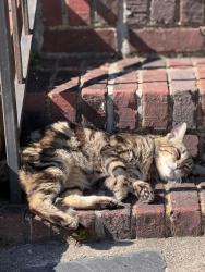 Reunited Male Cat last seen Westbrook, Richmond, VA 23227