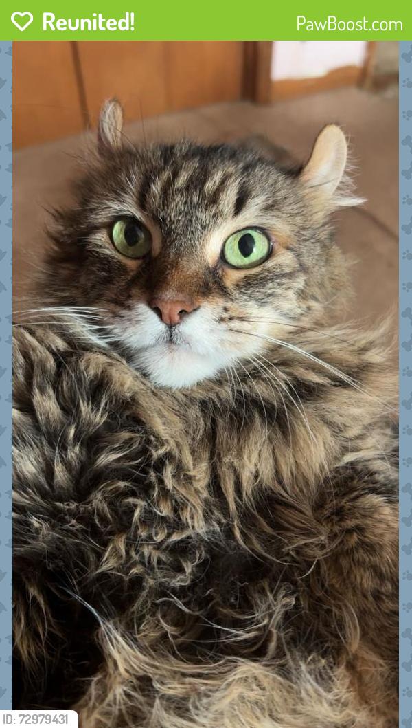 Reunited Female Cat last seen I was at work and I came home and she was not home , Buffalo, NY 14223