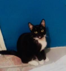 Lost Male Cat last seen the orchard apmts, Santa Ana, CA 92705