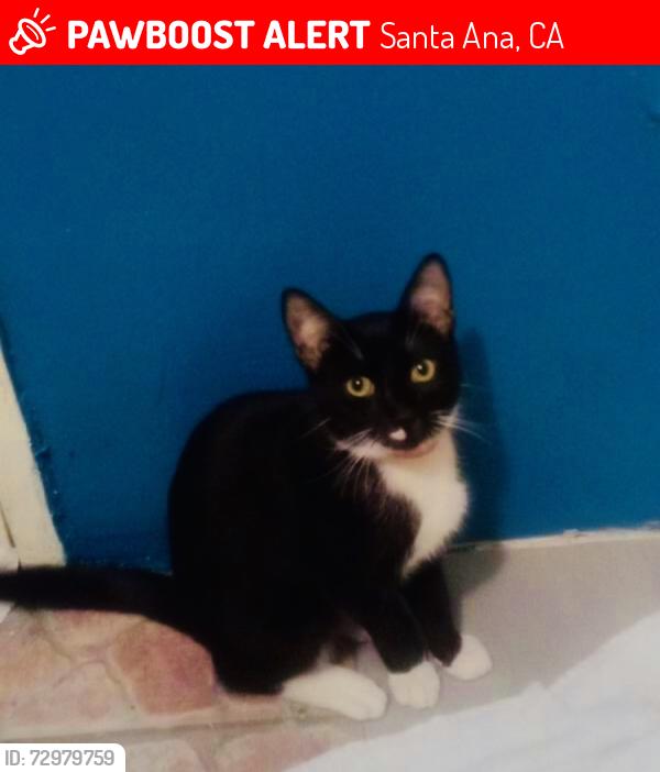 Lost Male Cat last seen the orchard apmts, Santa Ana, CA 92705