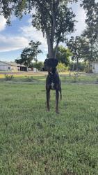 Found/Stray Male Dog last seen near golden west, Visalia, CA 93292