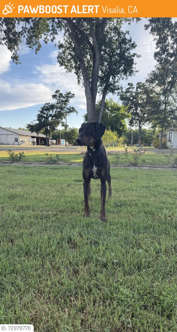 Found/Stray Male Dog last seen near golden west, Visalia, CA 93292