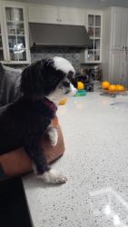 Reunited Female Dog last seen Hoffner and Pleasure Island , Belle Isle, FL 32809
