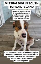 Lost Male Dog last seen Carolina Ave past the Emma Anderson Memorial Church, Topsail Beach, NC 28445