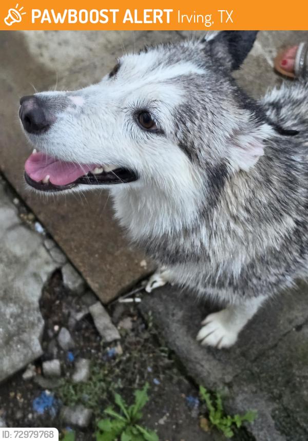 Found/Stray Female Dog last seen Esters and roce rd irving tx , Irving, TX 75062