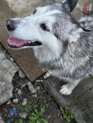 Found/Stray Female Dog last seen Esters and roce rd irving tx , Irving, TX 75062