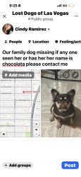 Reunited Female Dog last seen Wyoming , Las Vegas, NV 89104