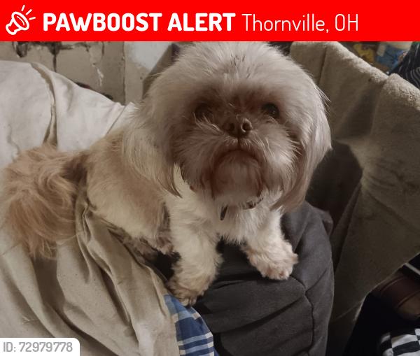 Lost Female Dog last seen State Route 204 and 13, Thornville, OH 43076