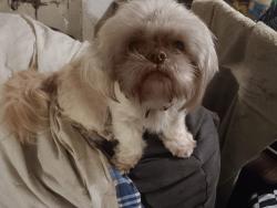 Lost Female Dog last seen State Route 204 and 13, Thornville, OH 43076