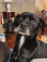 Reunited Female Dog last seen Ten Mile and Cherry , Meridian, ID 83642