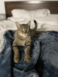 Lost Male Cat last seen Grantline Rd & Cushman Dr, Mims, FL 32754