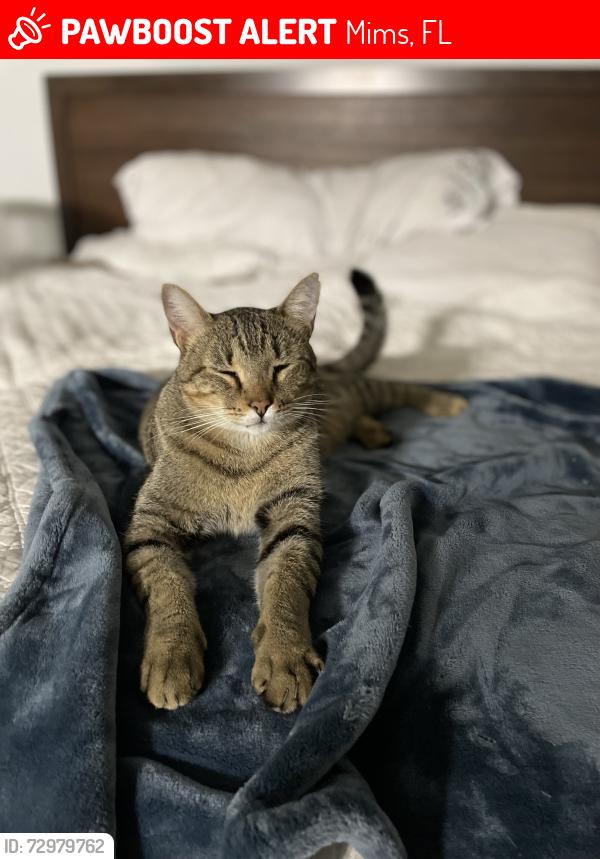 Lost Male Cat last seen Grantline Rd & Cushman Dr, Mims, FL 32754