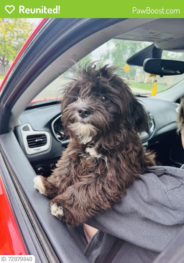 Reunited Male Dog last seen Yorkshire Dr. and Mitc St. West Boise, Boise, ID 83704