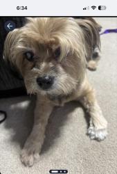 Reunited Male Dog last seen Cookingham Dr/291, Kansas City, MO 64155