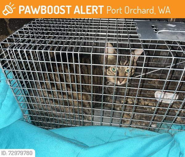 Found/Stray Unknown Cat last seen Old Clifton Road Port Orchard, Port Orchard, WA 98367