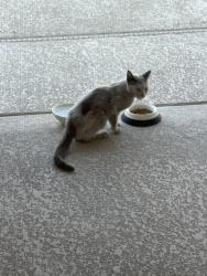 Found/Stray Unknown Cat last seen Ann Road and Bright Angel Way, Las Vegas, NV 89149