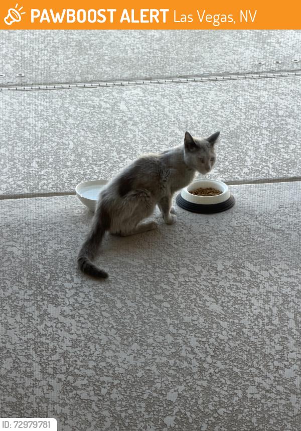 Found/Stray Unknown Cat last seen Ann Road and Bright Angel Way, Las Vegas, NV 89149