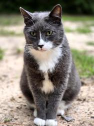 Lost Male Cat last seen Old Houston road, in Conroe, in a neighborhood called country village, Conroe, TX 77302