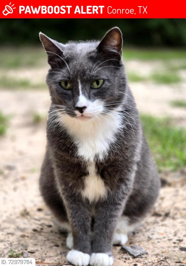 Lost Male Cat last seen Old Houston road, in Conroe, in a neighborhood called country village, Conroe, TX 77302