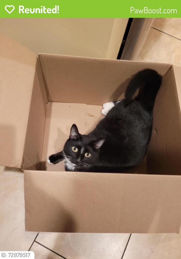 Reunited Male Cat last seen Rosecrans , Norwalk, CA 90650