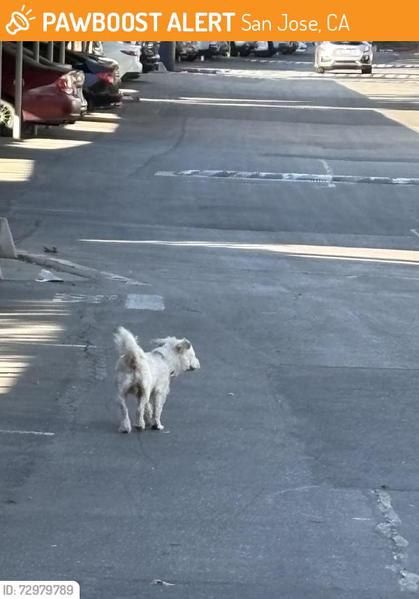 Found/Stray Unknown Dog last seen The woods dr, San Jose, CA 95136