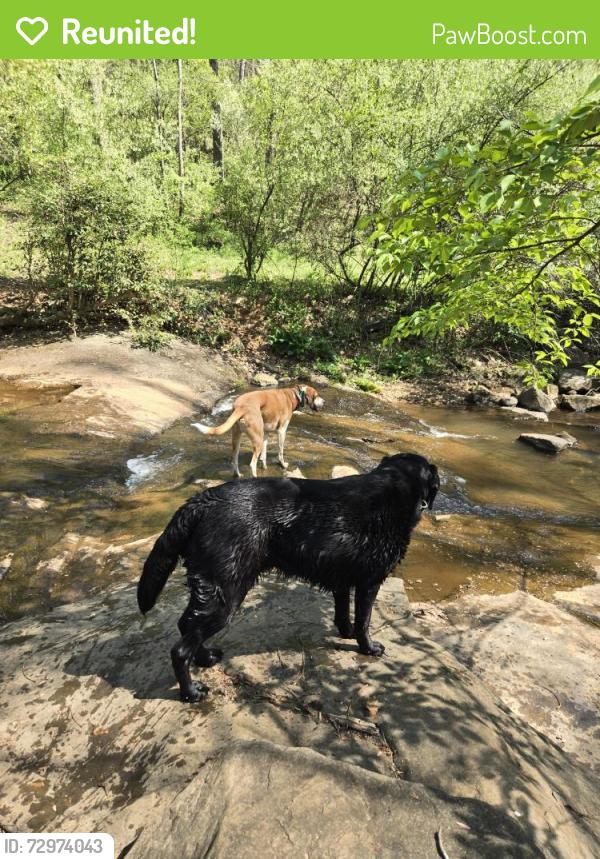 Reunited Female Dog last seen Along James River 2 miles South Scottsville Bridge, Scottsville, VA 24590