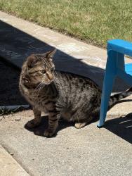 Reunited Male Cat last seen Afton Ave and Carrick St, Saratoga, CA 95070