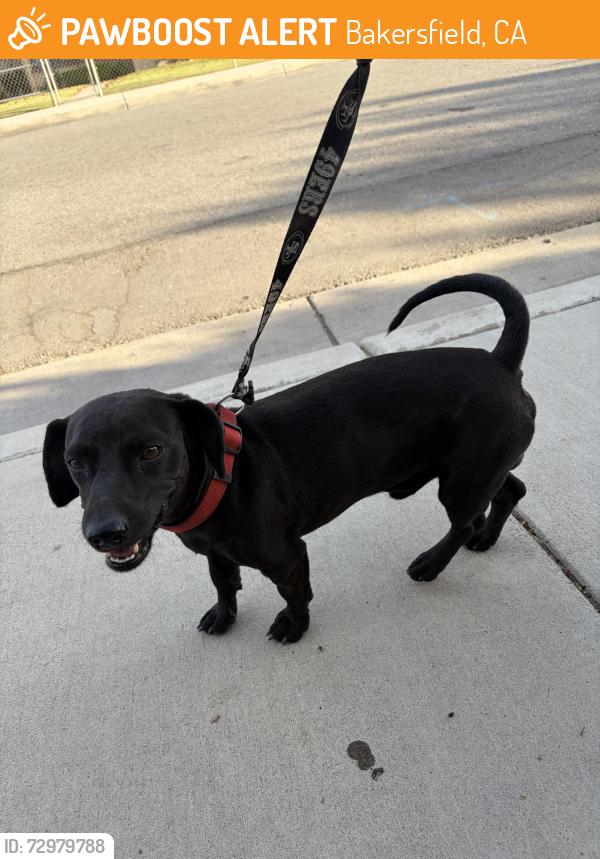 Found/Stray Male Dog last seen 11th St and T st , Bakersfield, CA 93304