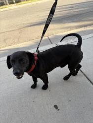 Found/Stray Male Dog last seen 11th St and T st , Bakersfield, CA 93304