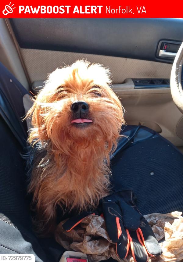 Lost Male Dog last seen Wall st and carona, Norfolk, VA 23504