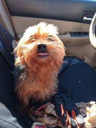 Lost Male Dog last seen Wall st and carona, Norfolk, VA 23504
