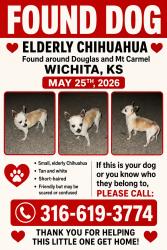 Lost Female Dog last seen Maple and douglas, Wichita, KS 67203