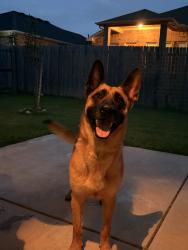 Reunited Male Dog last seen W Rock Creek Rd, Norman, OK, USA, Norman, OK 73069