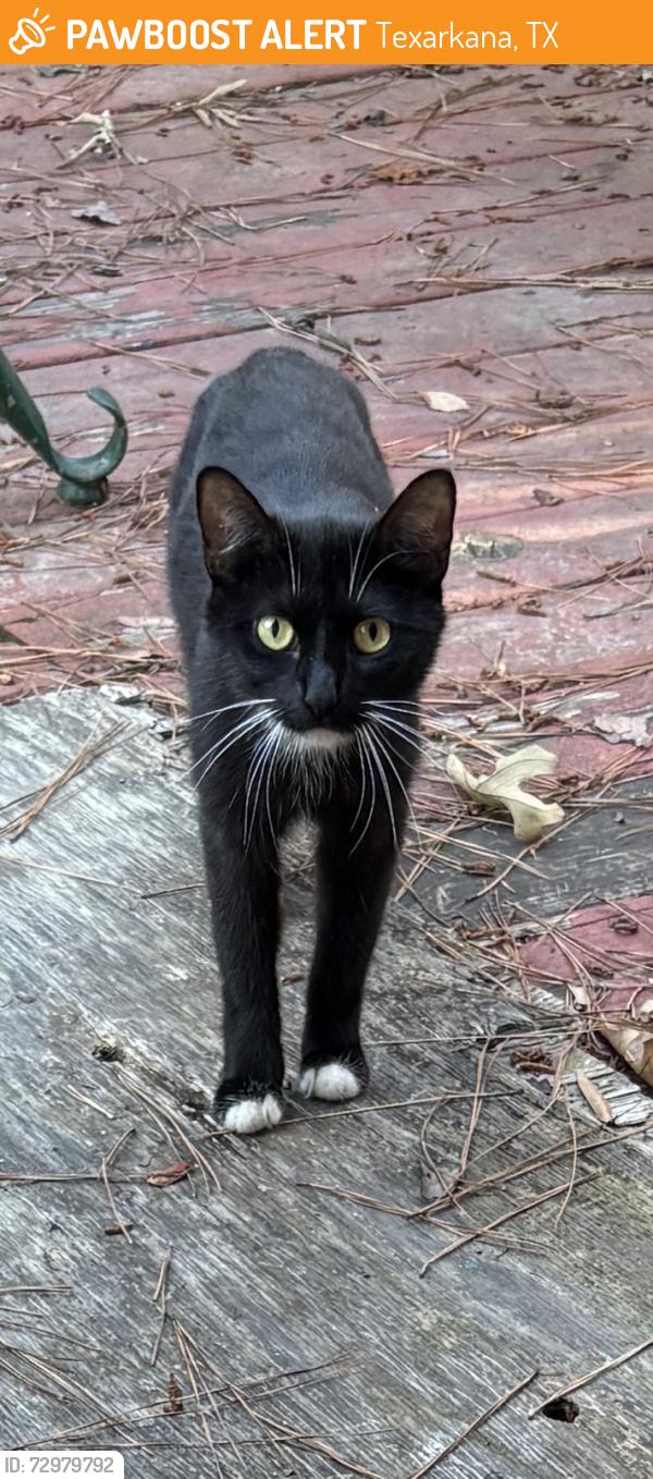 Found/Stray Female Cat last seen Spring Lake Park, Texarkana, TX 75503