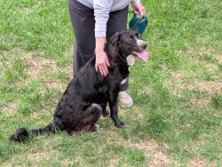 Found/Stray Female Dog last seen Vance Place and Westwood Avenue, High Point, NC 27262