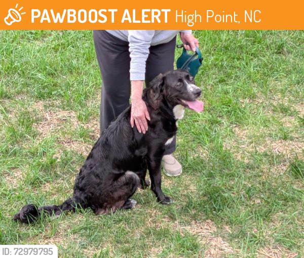Found/Stray Female Dog last seen Vance Place and Westwood Avenue, High Point, NC 27262