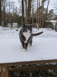 Lost Male Cat last seen Sycamore Trl, 1314, village way, Conroe, TX 77302