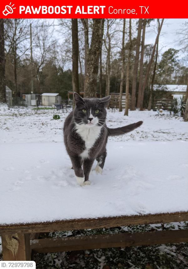 Lost Male Cat last seen Sycamore Trl, 1314, village way, Conroe, TX 77302