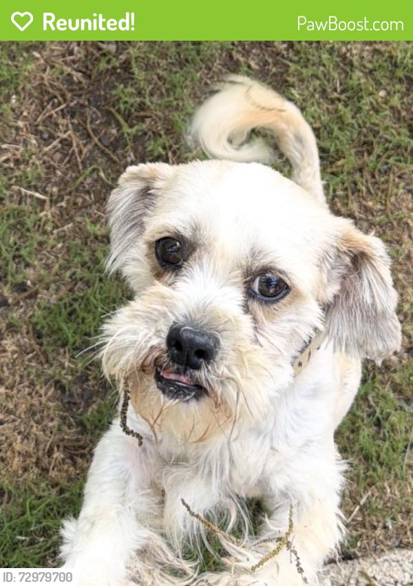Reunited Male Dog last seen Near Escuela, San Antonio, TX 78237, USA, San Antonio, TX 78237
