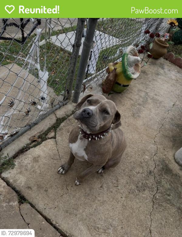 Reunited Female Dog last seen Near Escuela, San Antonio, TX 78237, USA, San Antonio, TX 78237