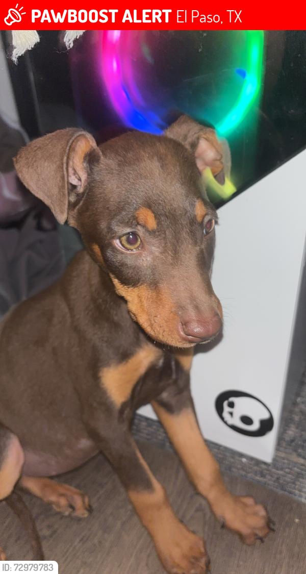 Lost Female Dog last seen E Missouri st , El Paso, TX 79930