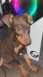 Lost Female Dog last seen E Missouri st , El Paso, TX 79930